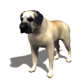 cane fermo.gif
